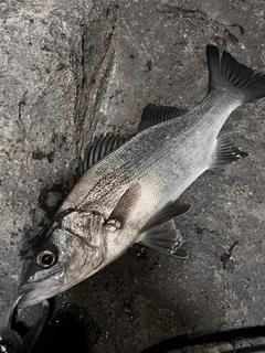 ヒラスズキの釣果