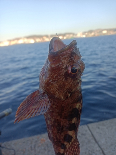 アラカブの釣果