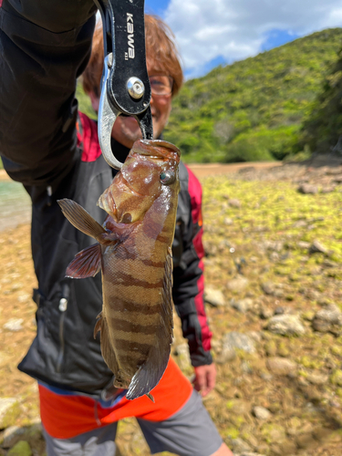 ヤミハタの釣果