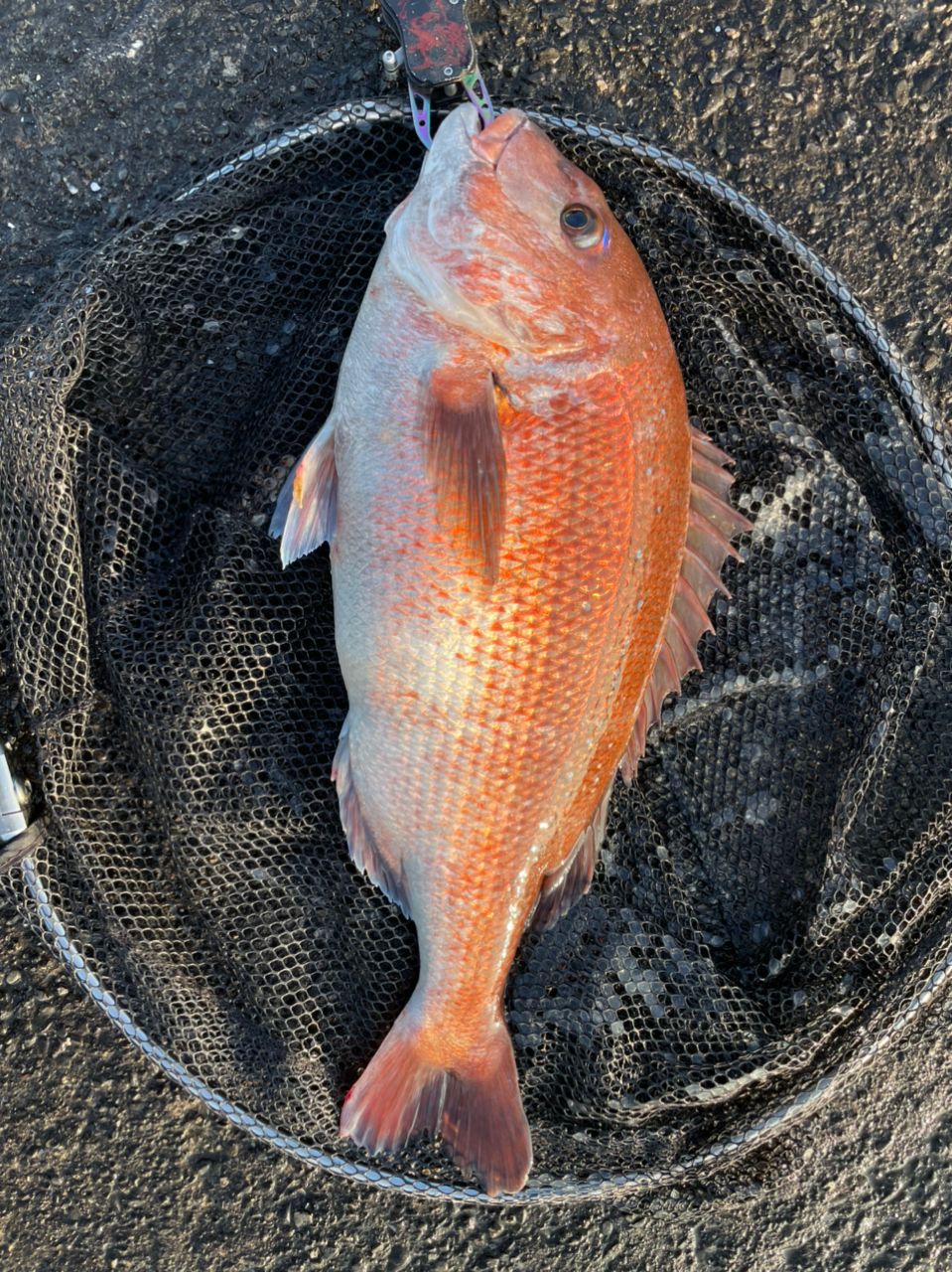 よしよし0929さんの釣果 3枚目の画像