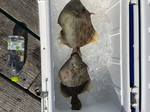 カワハギの釣果