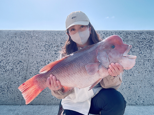 コブダイの釣果