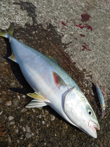 ハマチの釣果