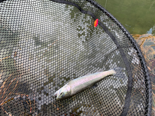 ニジマスの釣果