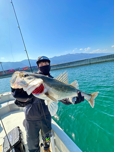 スズキの釣果