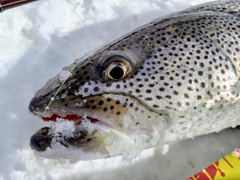 イトウの釣果