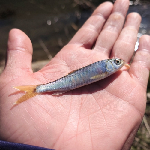 オイカワの釣果