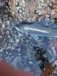 フッコ（マルスズキ）の釣果