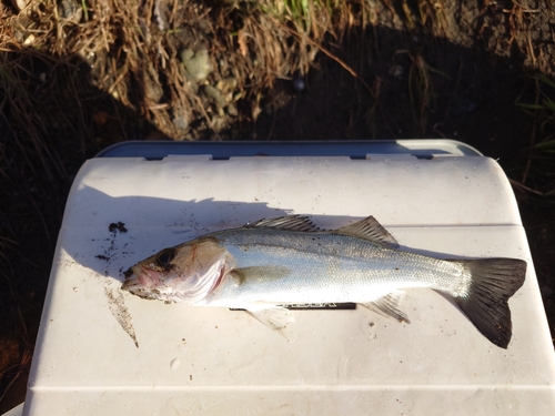 セイゴ（タイリクスズキ）の釣果