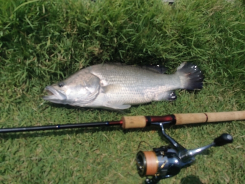 バラマンディの釣果