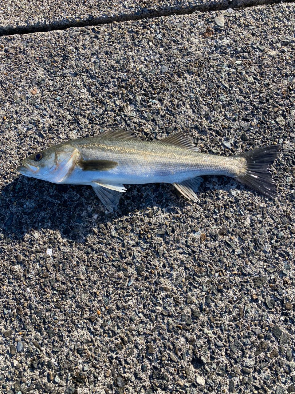 あしかず44さんの釣果 1枚目の画像