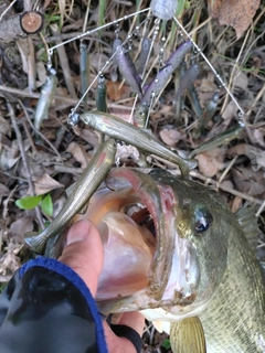 ブラックバスの釣果