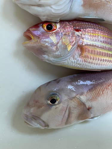 シロアマダイの釣果