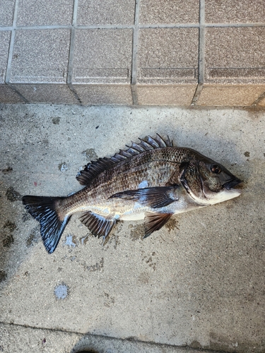 クロダイの釣果