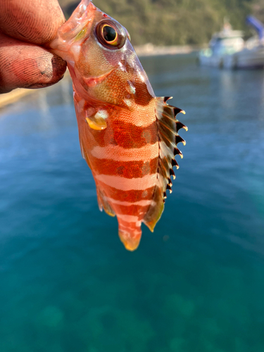 アカハタの釣果