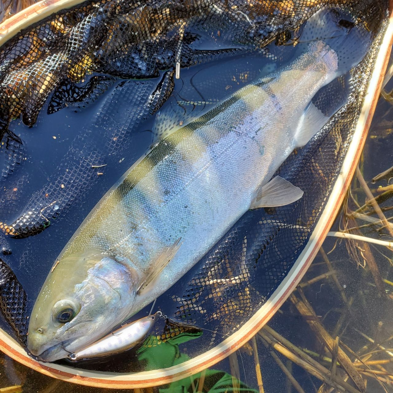 PALMS クワトロ QTRGS-53UL［WOOD LIMITED］の最安値・インプレ・釣果