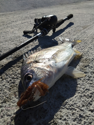 キビレの釣果