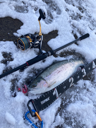 スチールヘッドの釣果