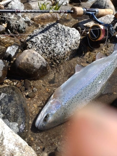 ニジマスの釣果