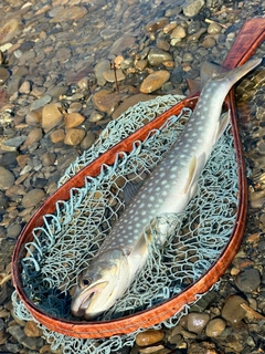 イワナの釣果