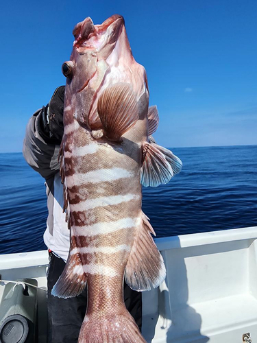 マハタの釣果