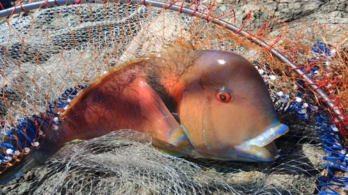 イラの釣果