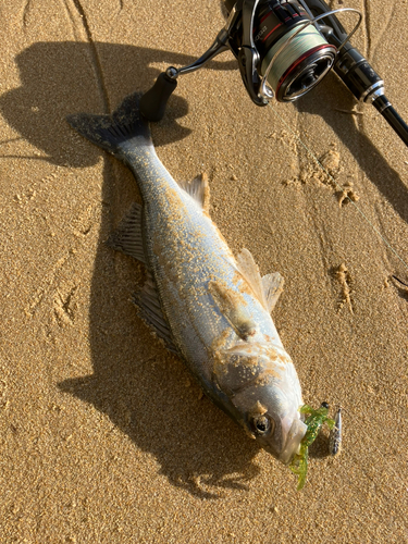 セイゴ（マルスズキ）の釣果