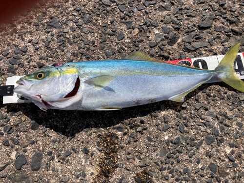 ハマチの釣果