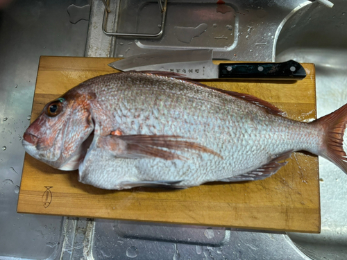 マダイの釣果