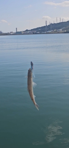 エソの釣果