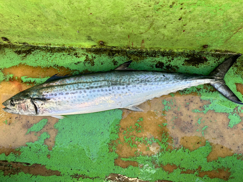 サワラの釣果