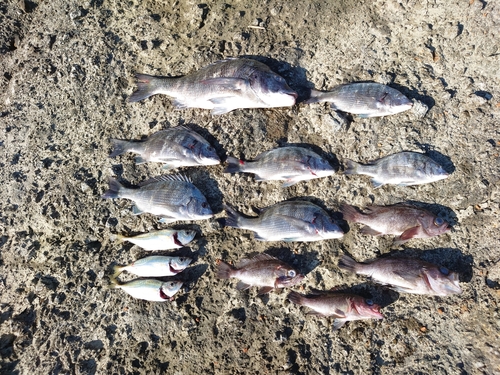 クロダイの釣果