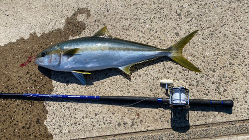 ヒラマサの釣果