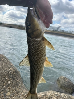 ニゴイの釣果