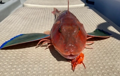 ホウボウの釣果