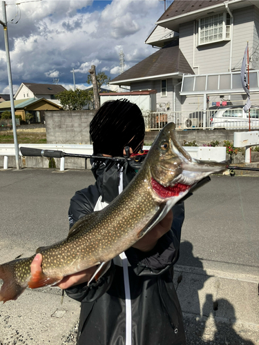 ブルックトラウトの釣果