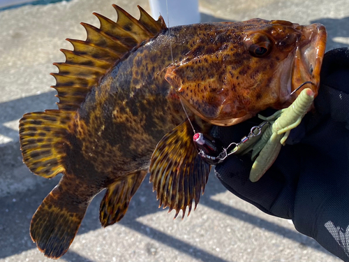 タケノコメバルの釣果