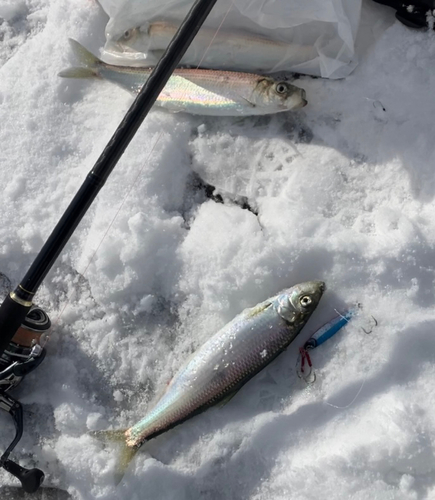 ニシンの釣果