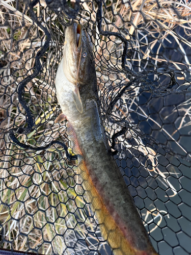 ナマズの釣果