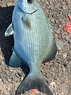 イスズミの釣果