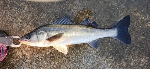 フッコ（マルスズキ）の釣果