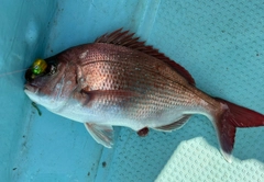 マダイの釣果