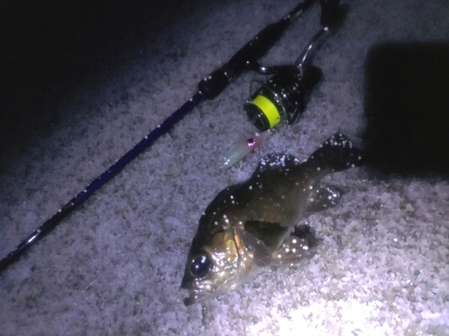 シロメバルの釣果