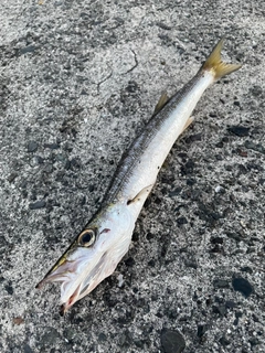 タイワンカマスの釣果