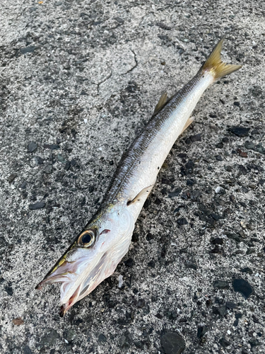 タイワンカマスの釣果