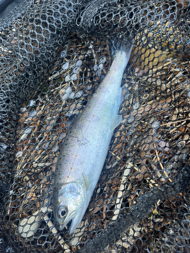 アマゴの釣果