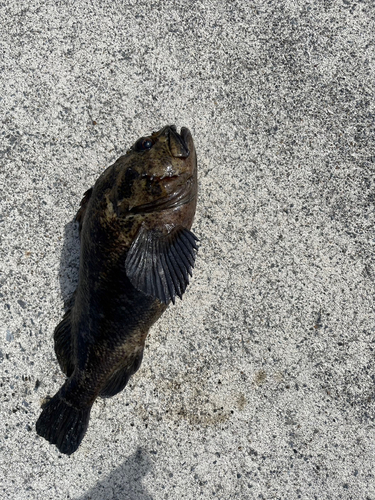 ムラソイの釣果