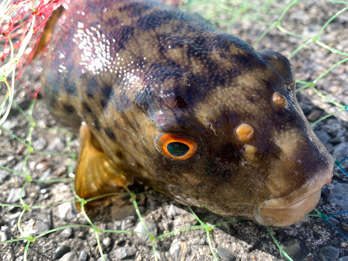 フグの釣果