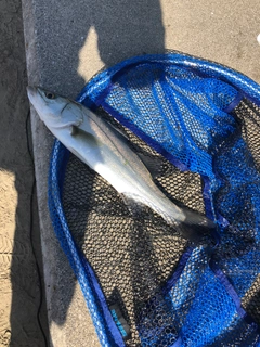 ハネ（マルスズキ）の釣果