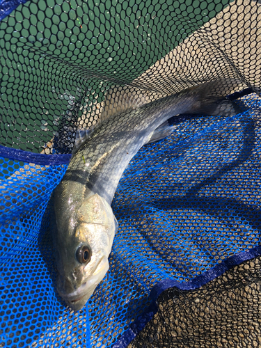 ハネ（マルスズキ）の釣果